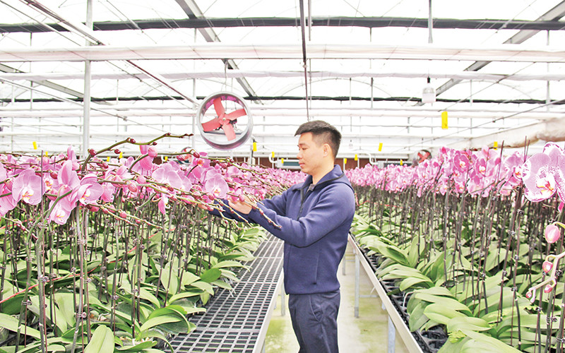 Hưng Yên đẩy mạnh chuyển đổi số trong nông nghiệp: Nông dân ứng dụng công nghệ 4.0 vào sản xuất hiệu quả